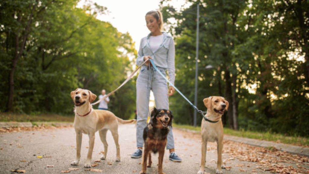 Pet Walking Services