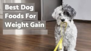 Dog Food for Weight Gain