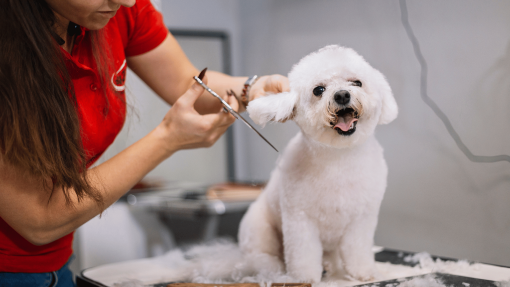 Professional Pet Grooming