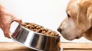 Dog Food Habits