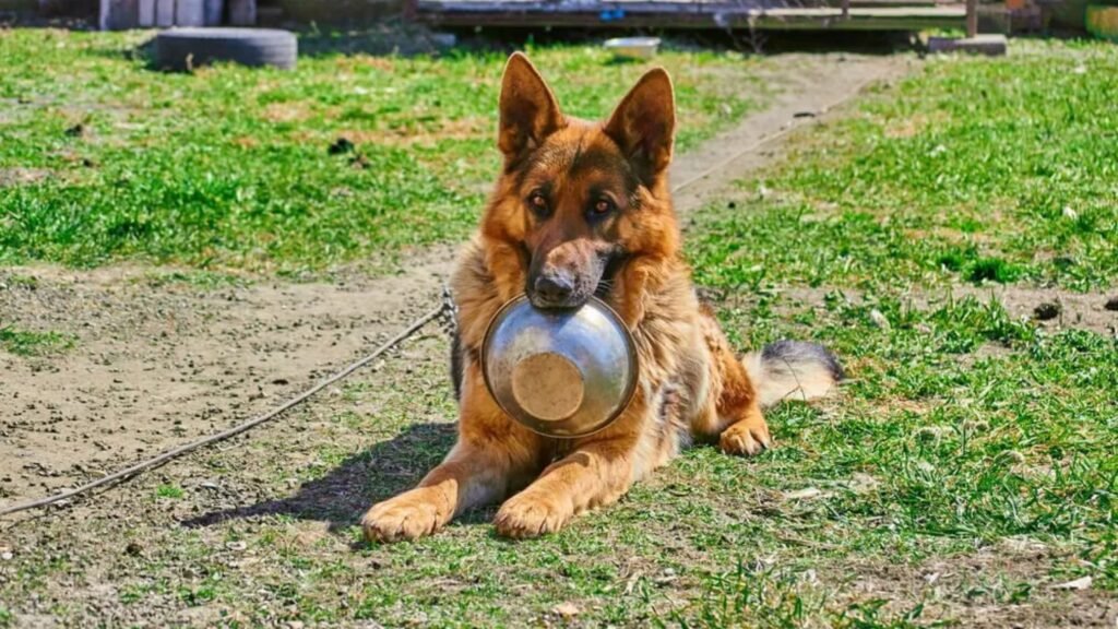 German Shepherd Diet