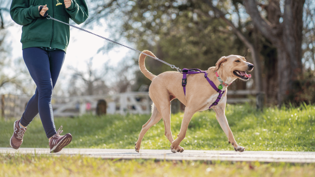 Pet Exercise Ideas