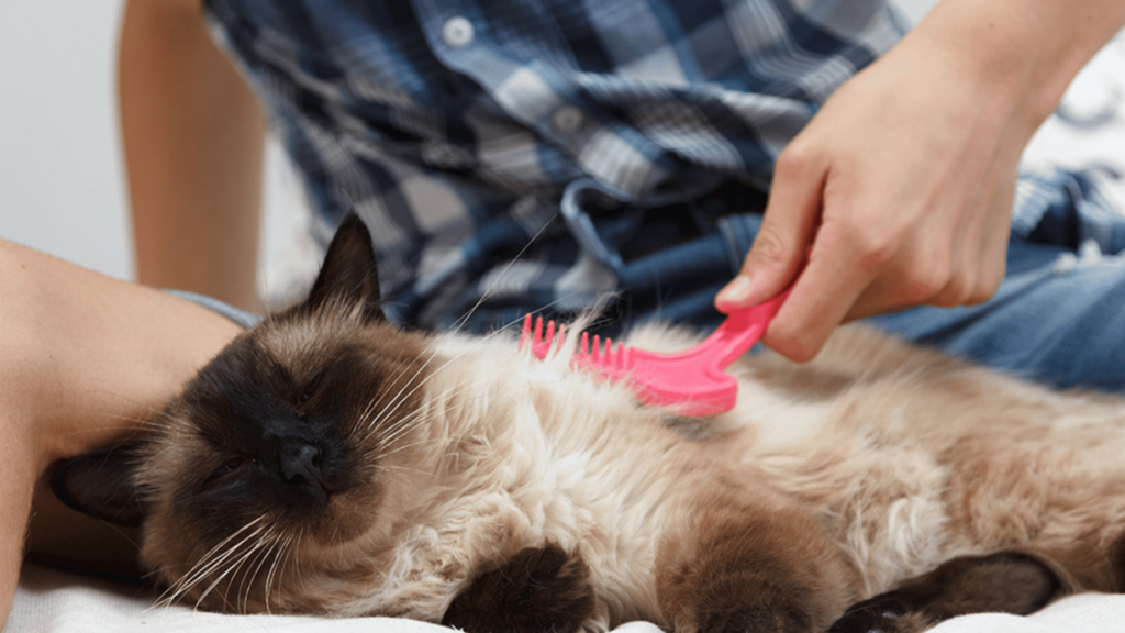 Siamese Cat Grooming Tips