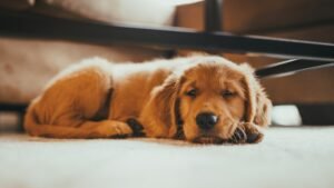 Golden Retriever Care Guide