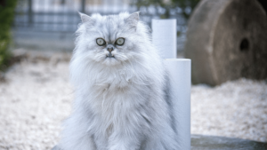 Persian Cat Care Guide