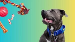 dog toys for pit bulls