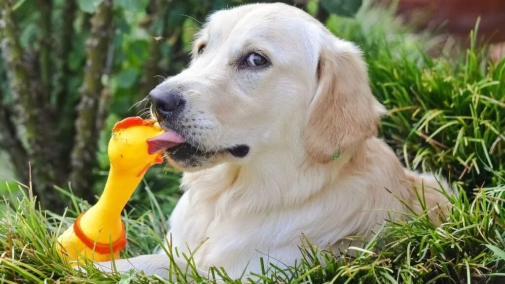 Best Dog Toys for Big Dogs