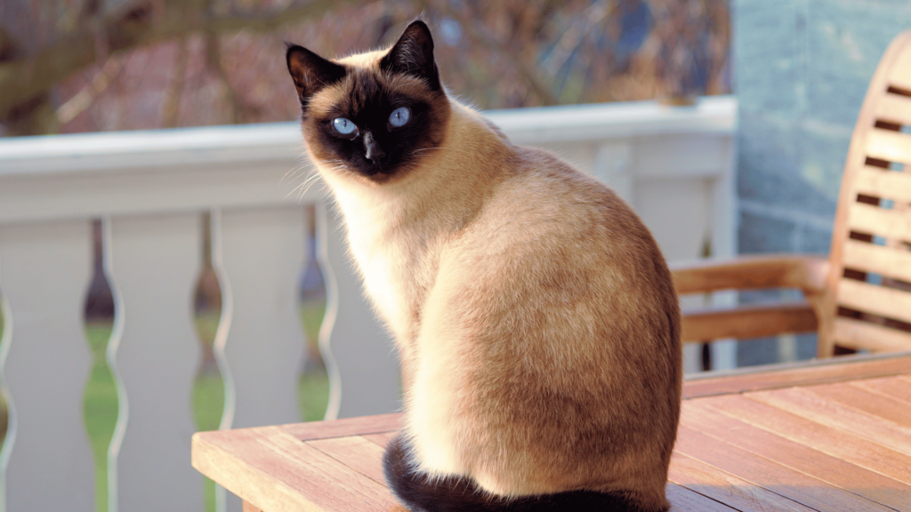 Siamese Cat Personality