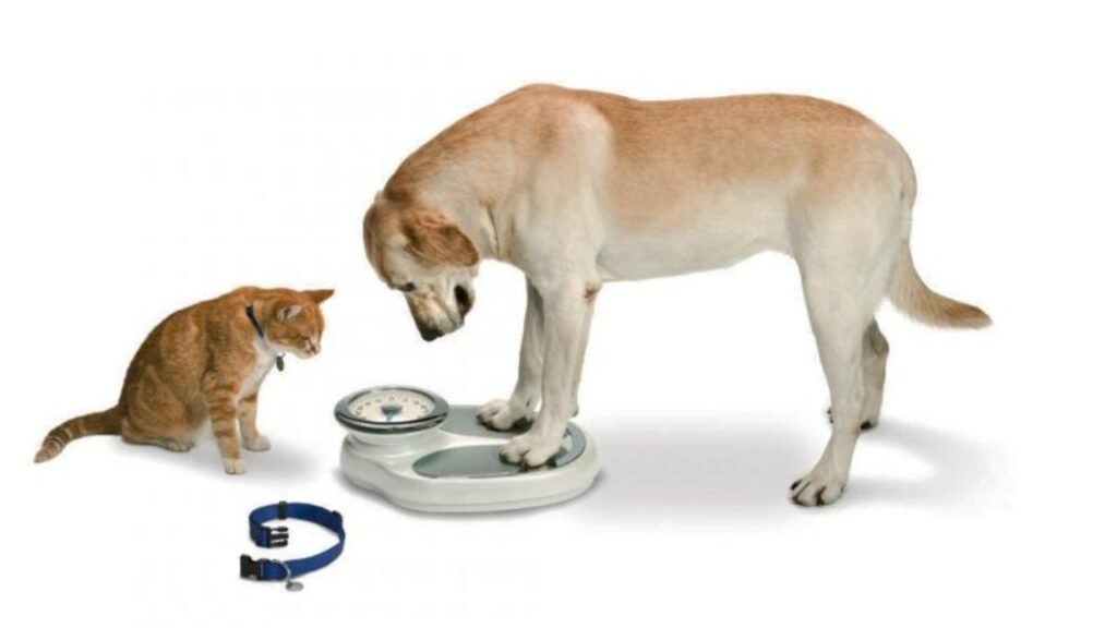 Pet Weight Management