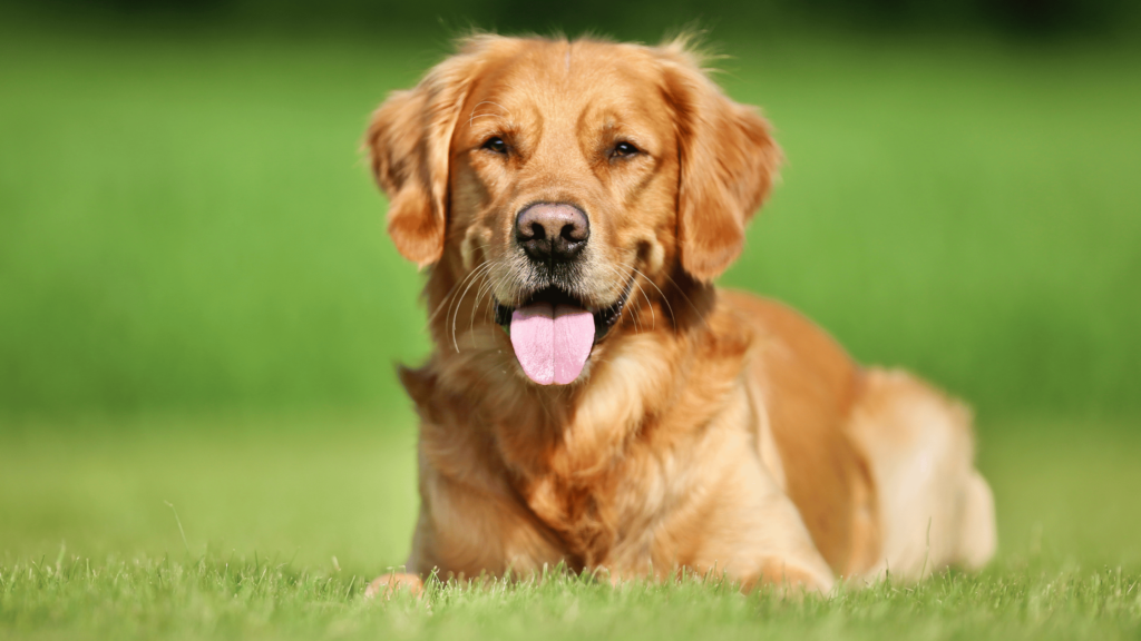 Golden Retriever Temperament