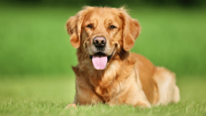 Golden Retriever Temperament