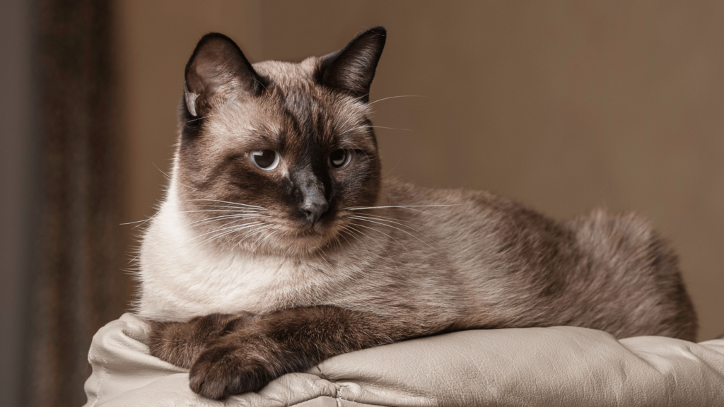 Siamese Cat Care Guide