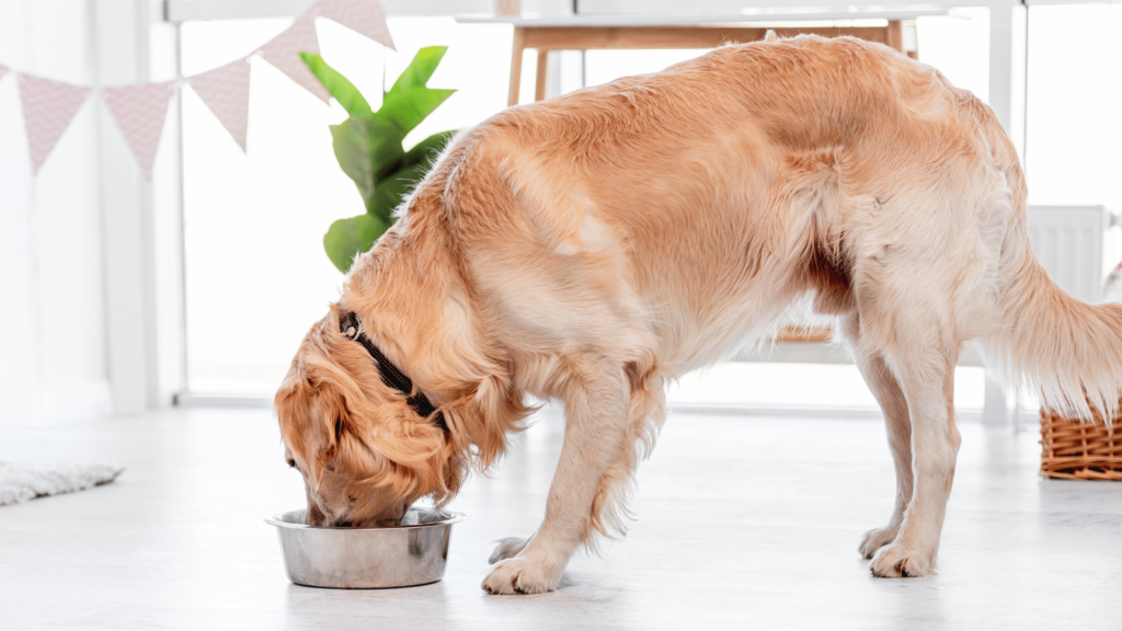 Golden Retriever Diet