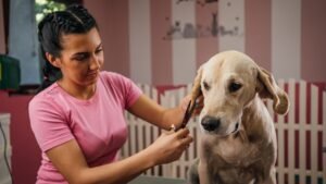 Golden Retriever Grooming Guide