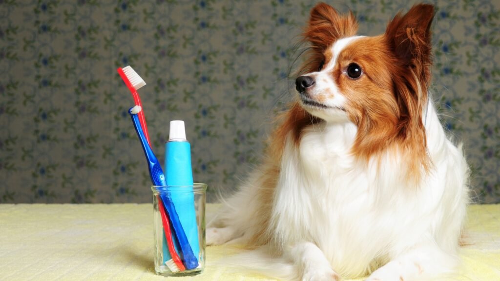 Pet Dental Care