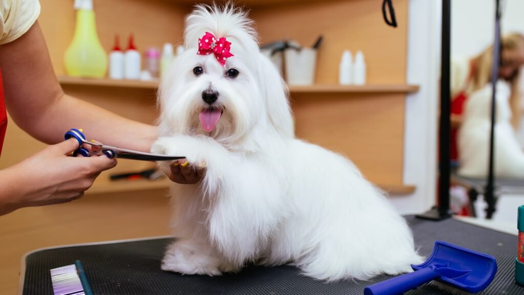 Pet Grooming Tips