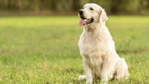 Golden Retriever Health Guide