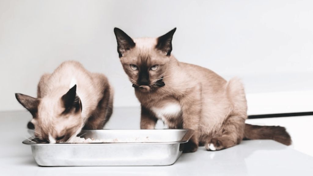 Siamese Cat Diet