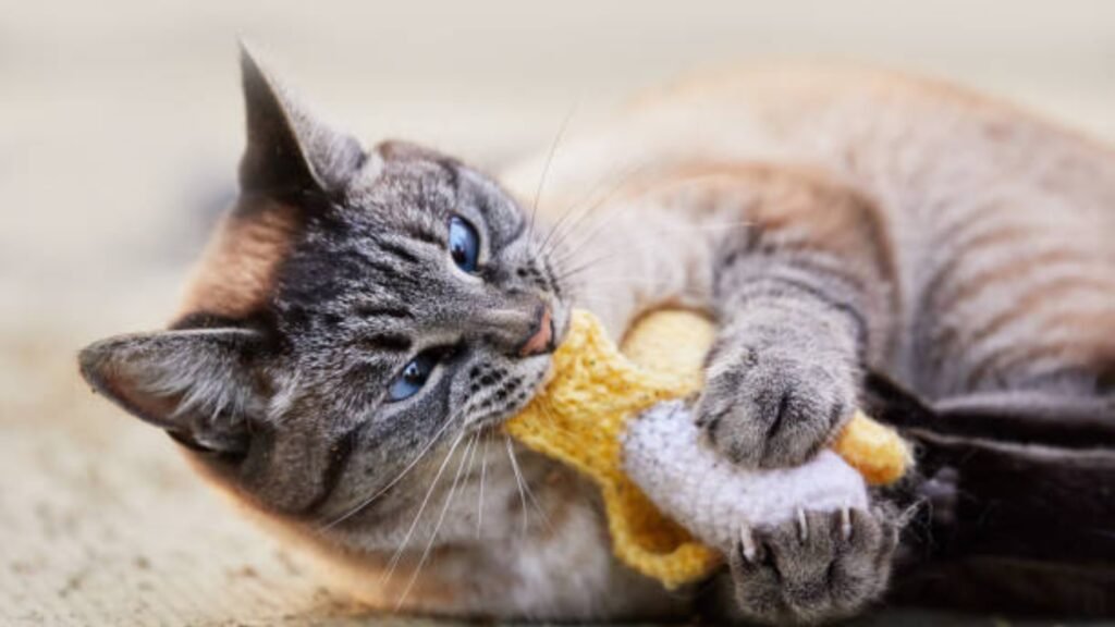 Catnip Toys