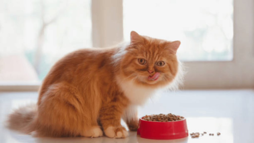 Persian Cat Diet