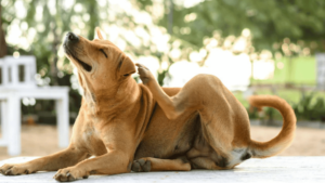 atopic dermatitis dogs