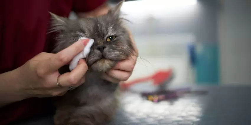 Persian Cat Grooming Tips