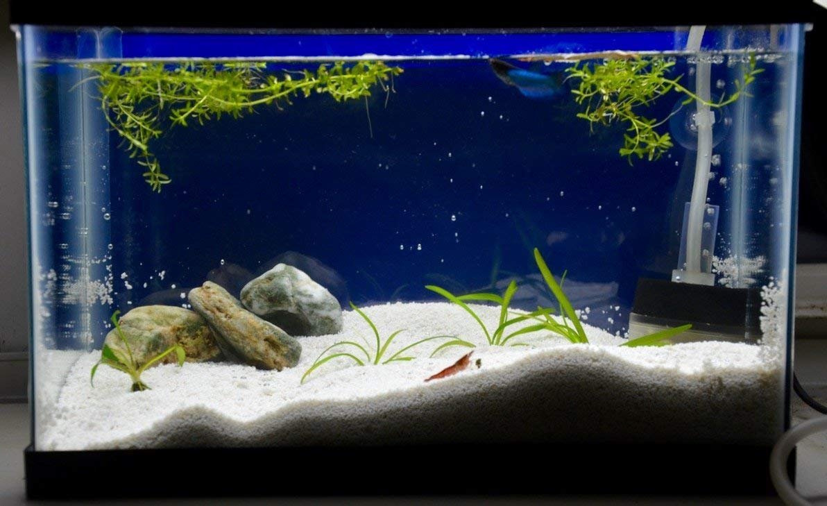 Best Aquarium Accessories